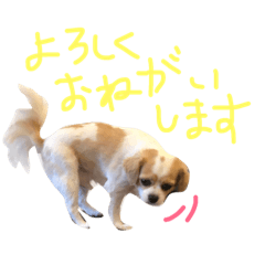 [LINEスタンプ] キャバチワのてん