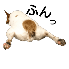 [LINEスタンプ] 立ち耳ジャック①