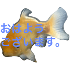 [LINEスタンプ] うちの金魚の一言2