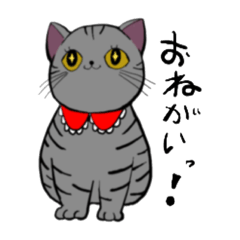 [LINEスタンプ] ねこのティティ