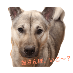 [LINEスタンプ] 紀州犬ココちゃんの可愛いスタンプ