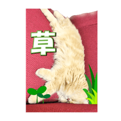 [LINEスタンプ] 猫スタンプ スコちゃん【仮想通貨編】