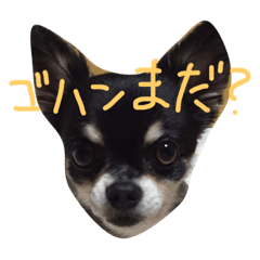 [LINEスタンプ] 毎日そらちゃん