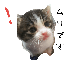 [LINEスタンプ] うちの、ねこ。