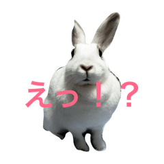 [LINEスタンプ] うさぎのモコしぃと仲間たち