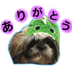 [LINEスタンプ] シーズー犬です