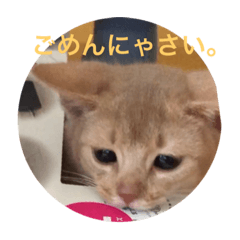 [LINEスタンプ] 子猫のアビシニアン2