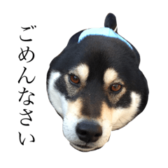 [LINEスタンプ] 黒柴ソラの日常挨拶