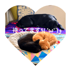 [LINEスタンプ] わんとにゃんの使いやすいスタンプ