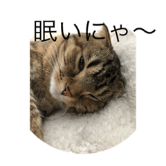 [LINEスタンプ] らっこちゃんスタンプ