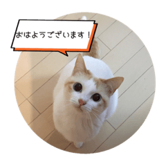 [LINEスタンプ] べーさん家のねこ