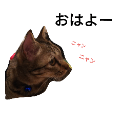 [LINEスタンプ] 猫  みゅう