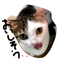 [LINEスタンプ] マック家の猫たち