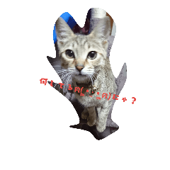 [LINEスタンプ] キジトラ 猫