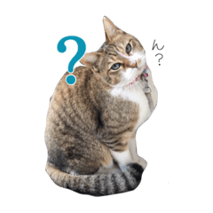 [LINEスタンプ] 使いたくなる猫のスタンプ