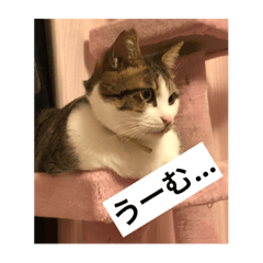 [LINEスタンプ] 我が家のにゃあちゃん