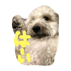 [LINEスタンプ] かわいい愛犬ダップー