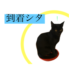 [LINEスタンプ] くろネコฅ(´ᴥ｀)ฅアズキの声