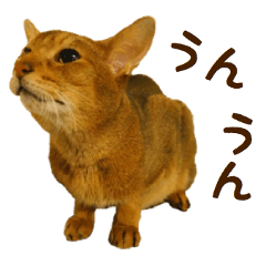 [LINEスタンプ] アビのチャさん 猫写真スタンプ2