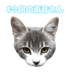 [LINEスタンプ] 今日の雨音さん