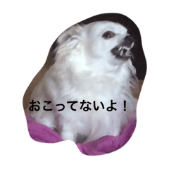 [LINEスタンプ] チワワのうららちゃん