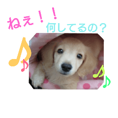 [LINEスタンプ] ミニチュアダックスそらのつぶやき第2弾！