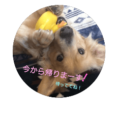 [LINEスタンプ] ミニチュアダックス そらの可愛いつぶやき