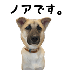 [LINEスタンプ] 福家家の愛犬ノア