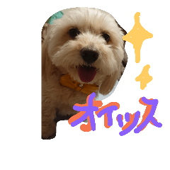 [LINEスタンプ] 町のアイドル犬