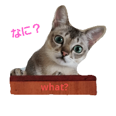 [LINEスタンプ] 猫の一言です。