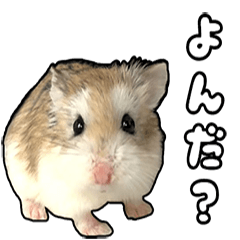 [LINEスタンプ] 我が家のハムさん達