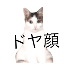 [LINEスタンプ] もこのすたんぷ