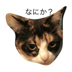 [LINEスタンプ] ねこんち