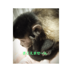 [LINEスタンプ] おさるのふっちゃま