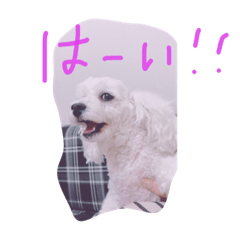 [LINEスタンプ] トイプードルひなちゃん