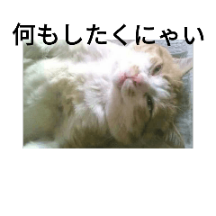 [LINEスタンプ] 大好きなトラ