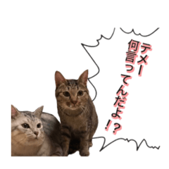 [LINEスタンプ] 猫のきなこ