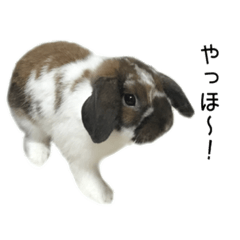 [LINEスタンプ] うさぎのロティ ②