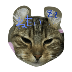 [LINEスタンプ] うちのにゃんこ ami13