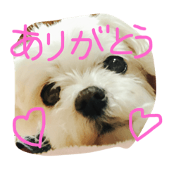 [LINEスタンプ] ぽんぽこだよ