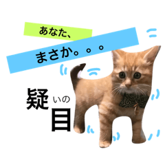 [LINEスタンプ] きなこの日常で使える顔トーク集