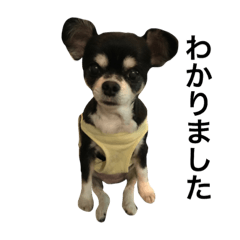 [LINEスタンプ] 我が家わんこ達