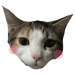 [LINEスタンプ] 三毛猫たぬきち！