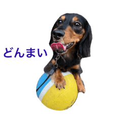 [LINEスタンプ] 愛犬の挨拶 ②