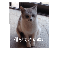 [LINEスタンプ] 猫猫8