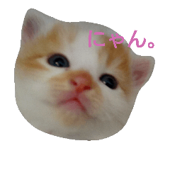 [LINEスタンプ] ねこねこおお