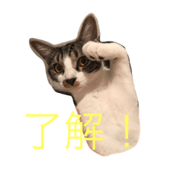 [LINEスタンプ] 保護猫ミルシウ