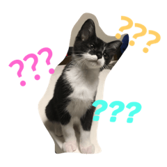 [LINEスタンプ] 金子さんちの猫さん