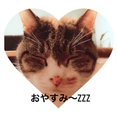 [LINEスタンプ] ミキねこスタンプ