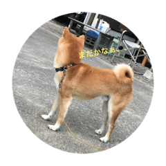 [LINEスタンプ] 柴犬ボルくん 5歳！